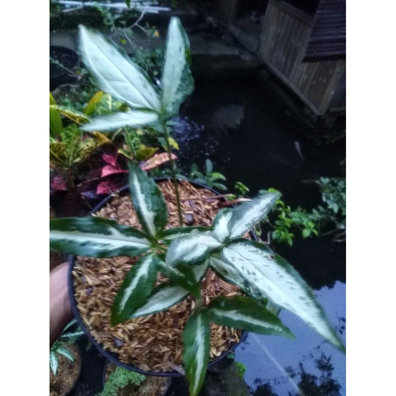 Detail Gambar Daun Lima Jari Nomer 40