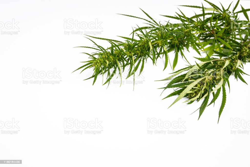 Detail Gambar Daun Lima Jari Nomer 41