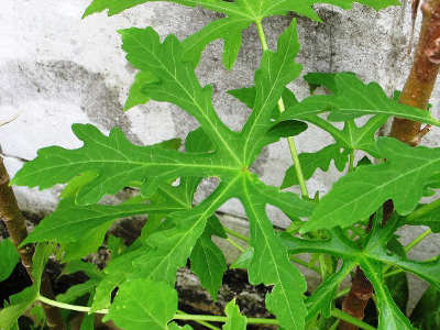 Detail Gambar Daun Lima Jari Nomer 6