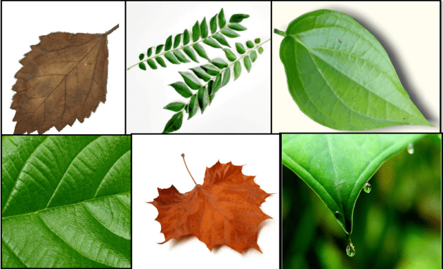 Detail Gambar Daun Lima Jari Nomer 46