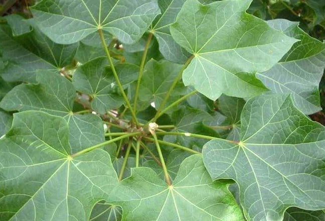 Detail Gambar Daun Lima Jari Nomer 47