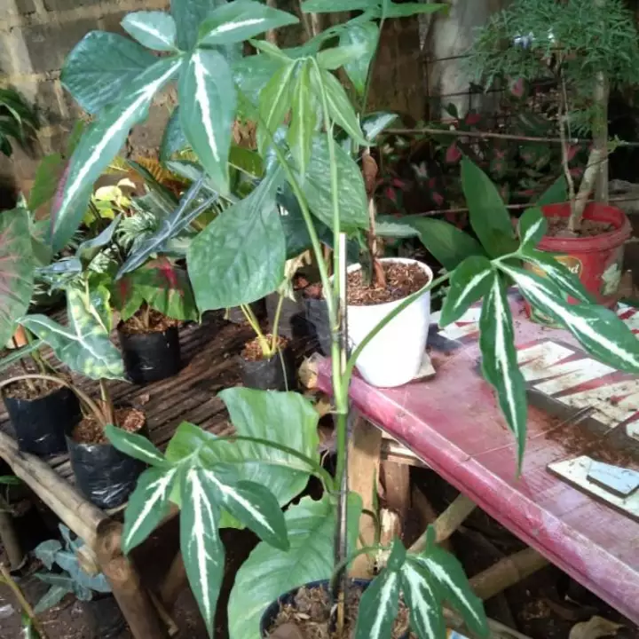 Detail Gambar Daun Lima Jari Nomer 49