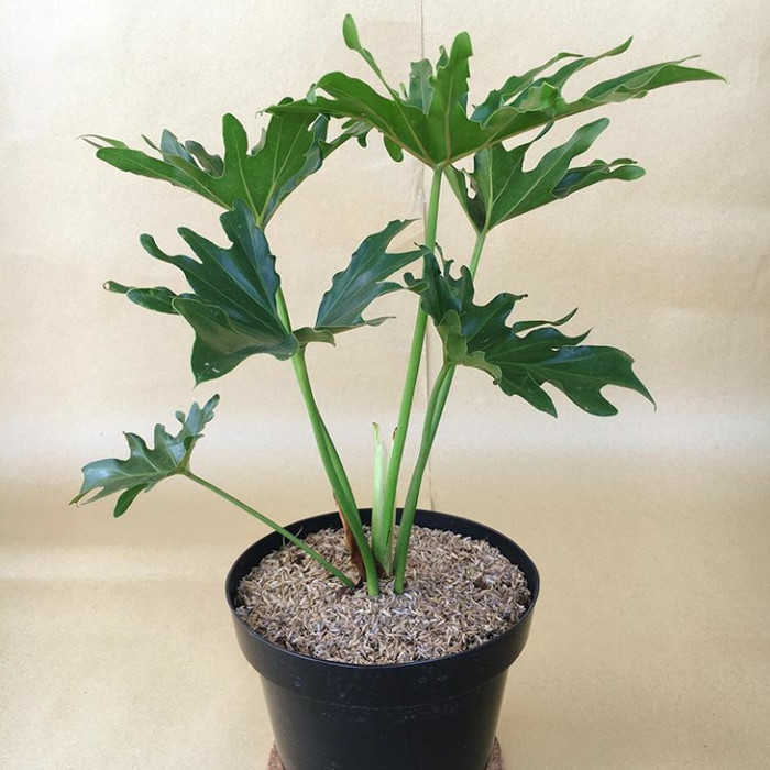 Detail Gambar Daun Lima Jari Nomer 50