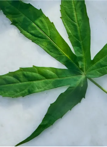 Detail Gambar Daun Lima Jari Nomer 51