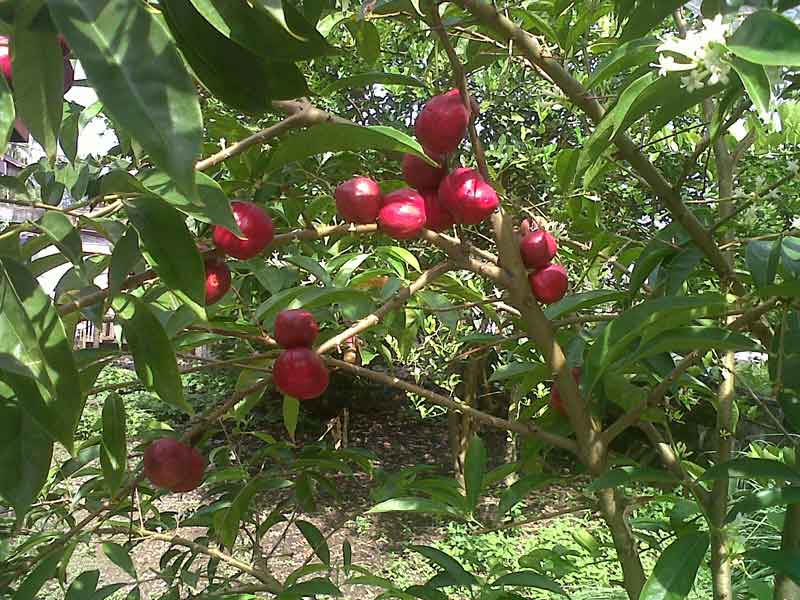 Detail Gambar Daun Mahkota Dewa Nomer 21