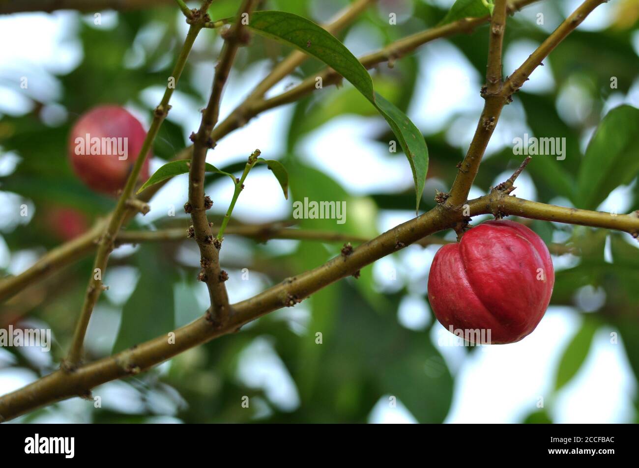 Detail Gambar Daun Mahkota Dewa Nomer 35