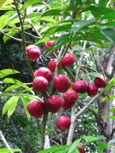 Detail Gambar Daun Mahkota Dewa Nomer 37