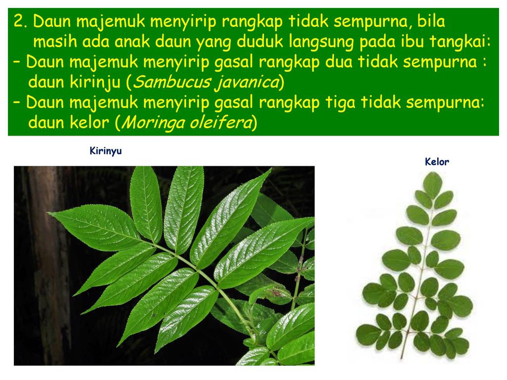 Detail Gambar Daun Majemuk Nomer 8