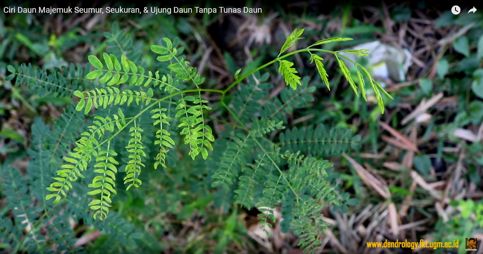 Detail Gambar Daun Majemuk Nomer 3