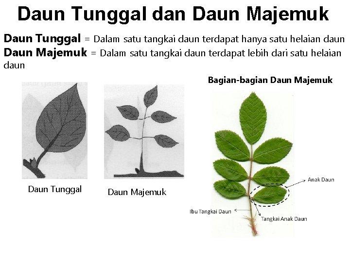 Detail Gambar Daun Majemuk Nomer 25