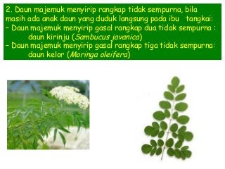 Detail Gambar Daun Majemuk Nomer 26