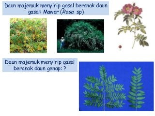 Detail Gambar Daun Majemuk Nomer 31