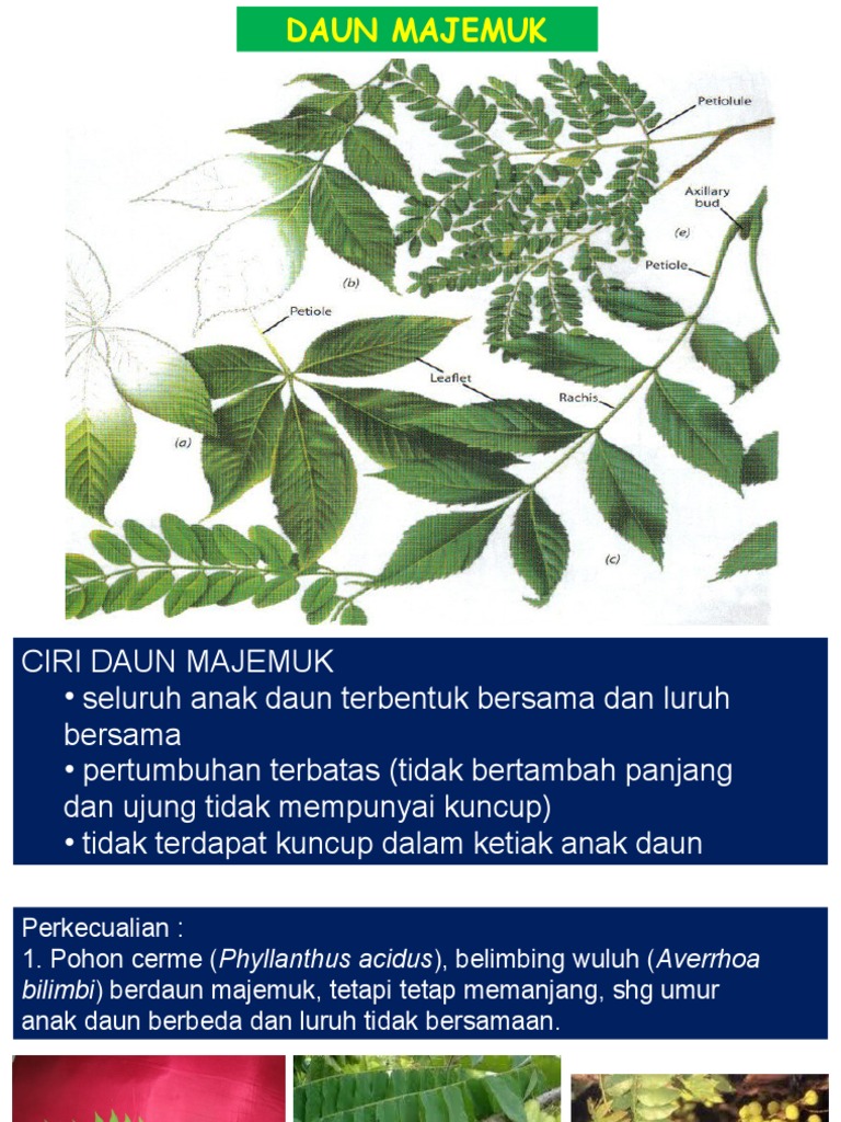 Detail Gambar Daun Majemuk Nomer 34