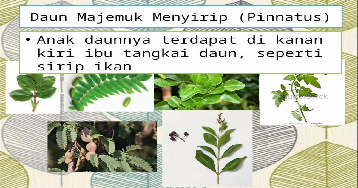 Detail Gambar Daun Majemuk Nomer 36