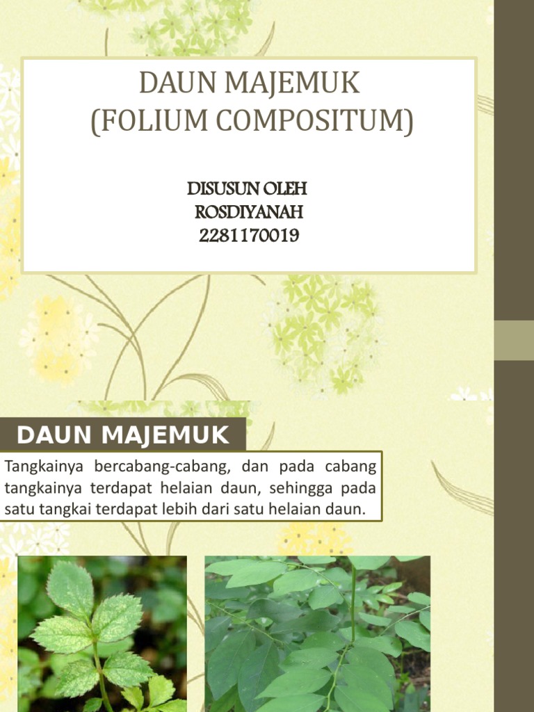 Detail Gambar Daun Majemuk Nomer 38