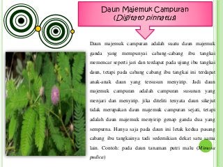 Detail Gambar Daun Majemuk Nomer 44