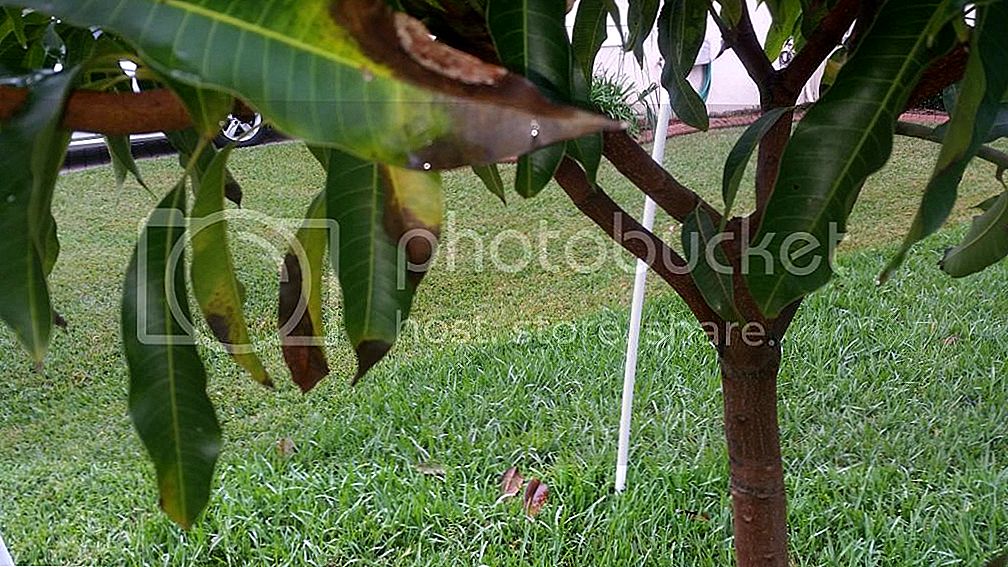 Detail Gambar Daun Mangga Nomer 46