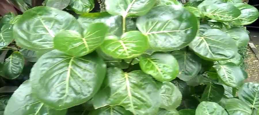 Detail Gambar Daun Mangkokan Nomer 42