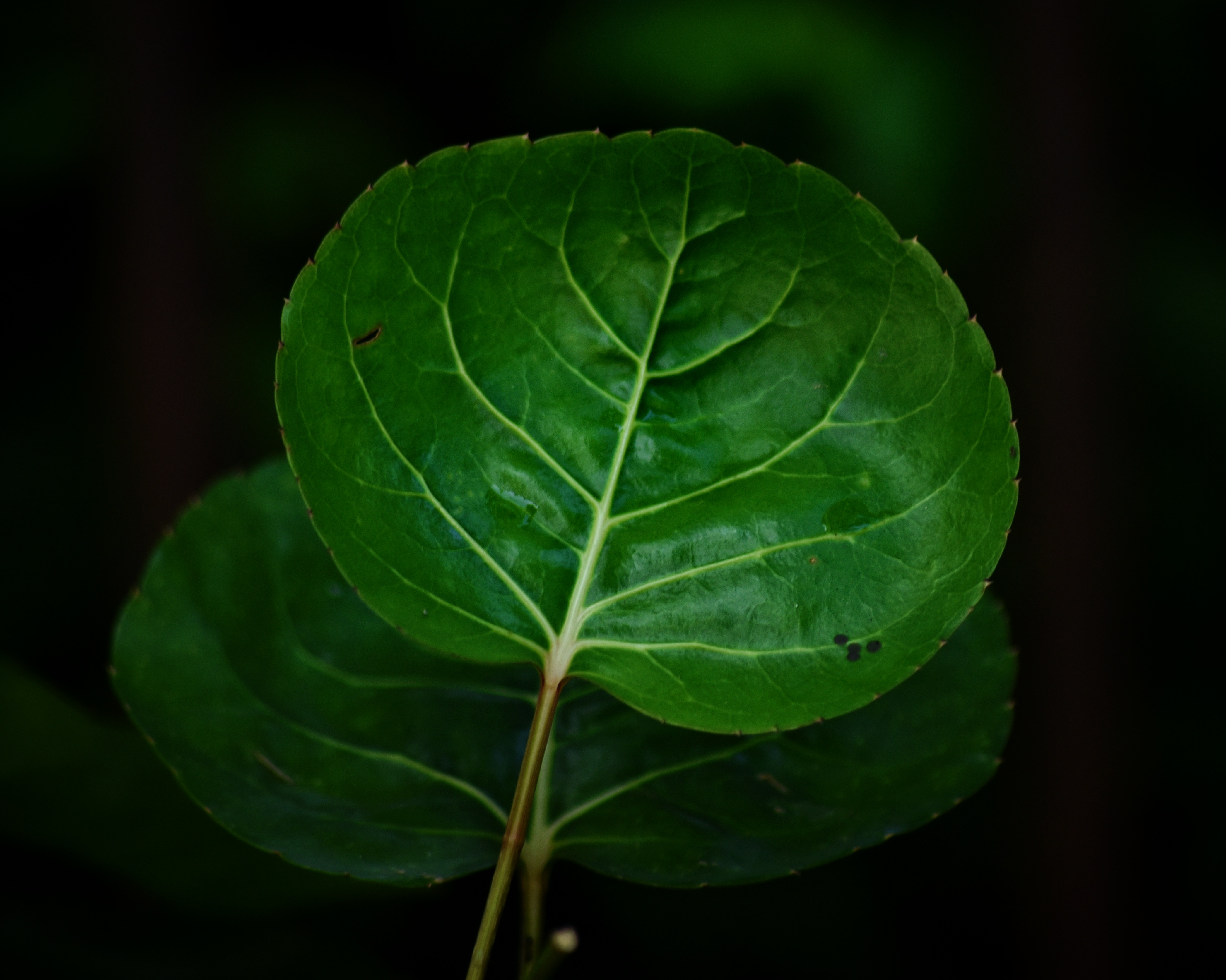 Detail Gambar Daun Mangkokan Nomer 43