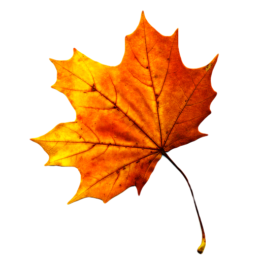 Gambar Daun Maple - KibrisPDR