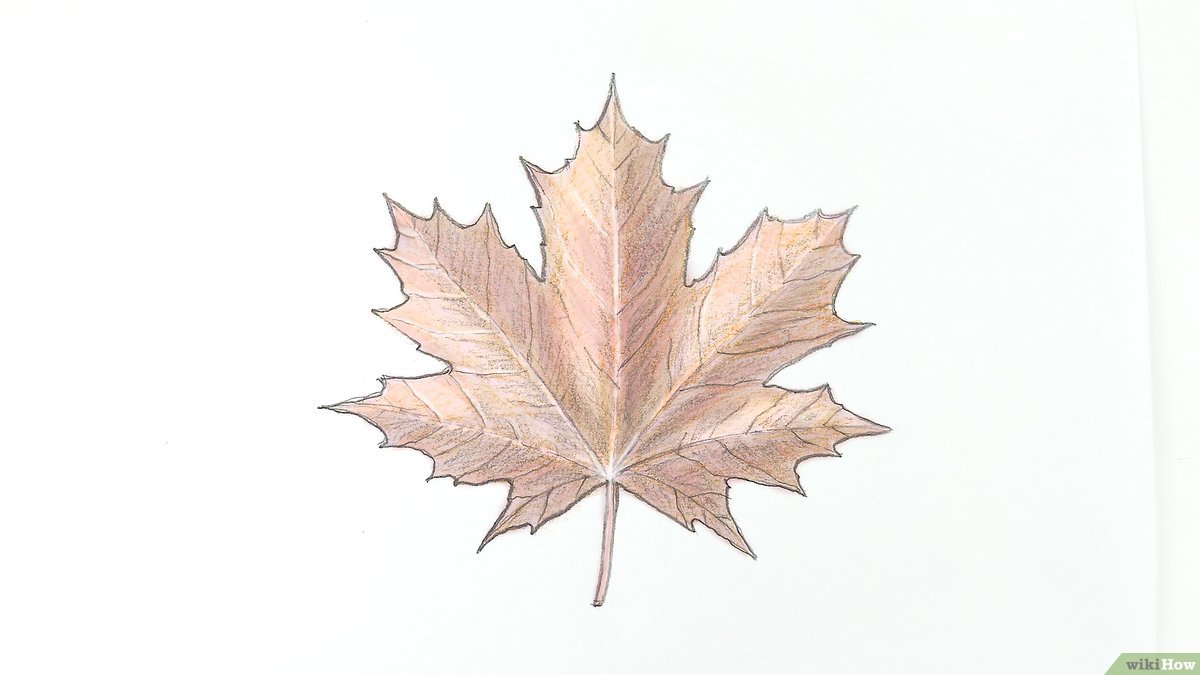 Detail Gambar Daun Maple Nomer 2