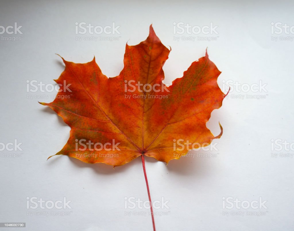 Detail Gambar Daun Maple Nomer 11