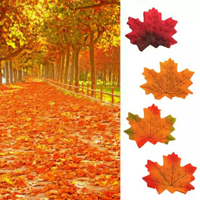 Detail Gambar Daun Maple Nomer 12