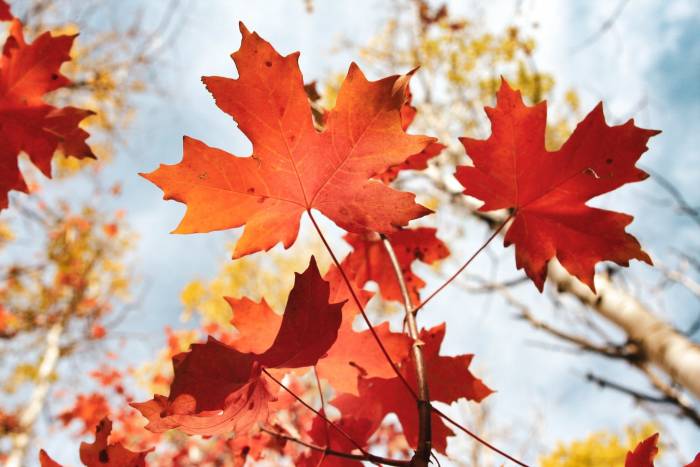 Detail Gambar Daun Maple Nomer 14