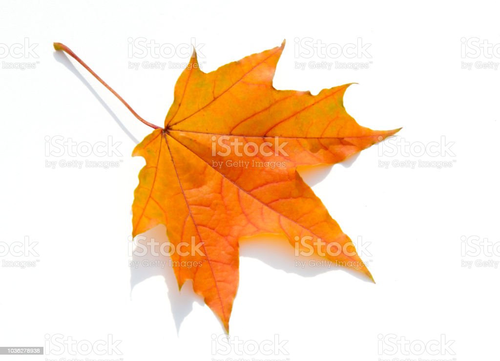 Detail Gambar Daun Maple Nomer 19