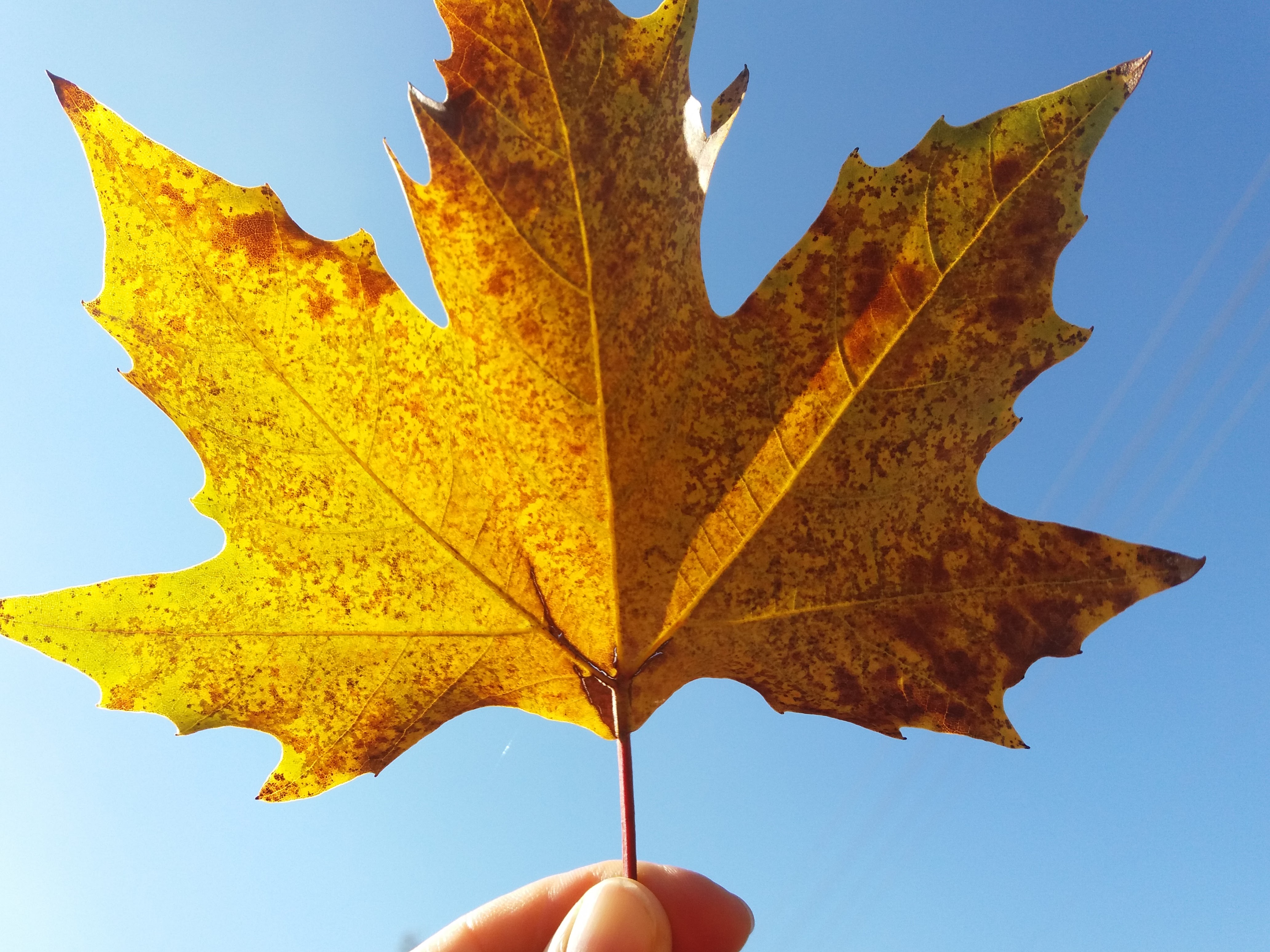 Detail Gambar Daun Maple Nomer 20