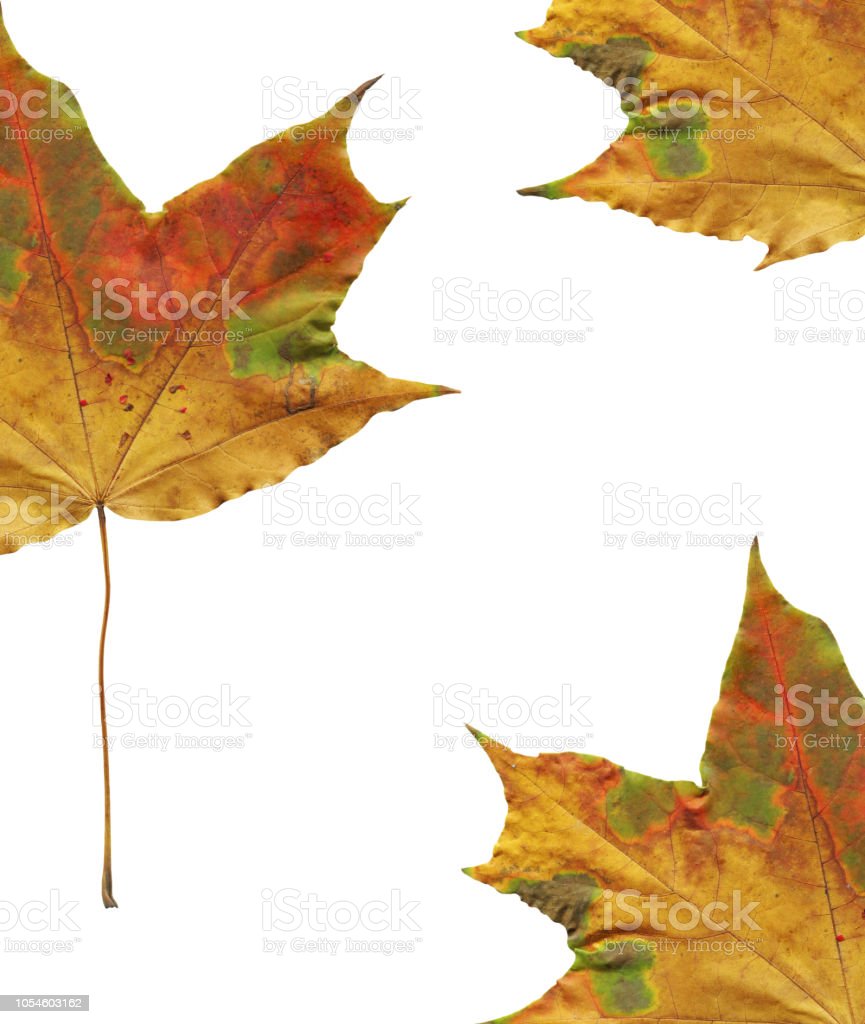 Detail Gambar Daun Maple Nomer 21