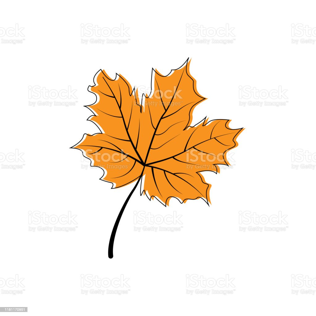 Detail Gambar Daun Maple Nomer 22