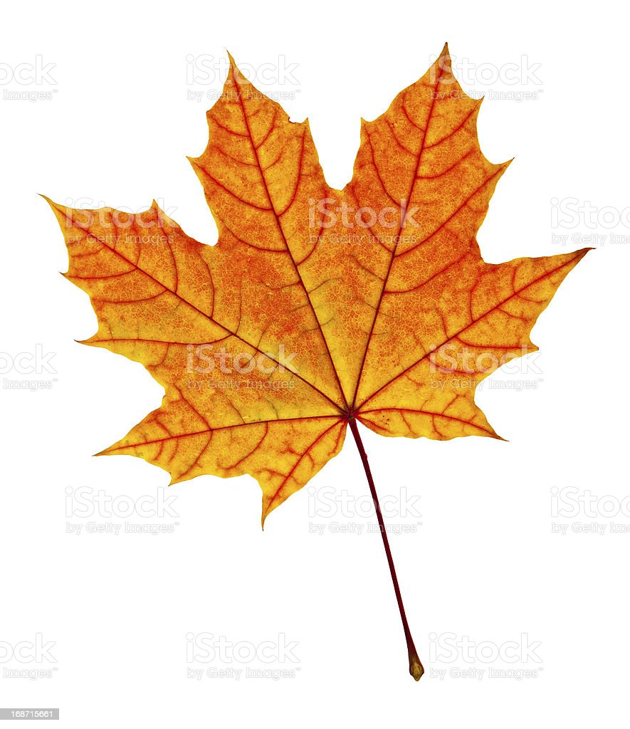 Detail Gambar Daun Maple Nomer 23