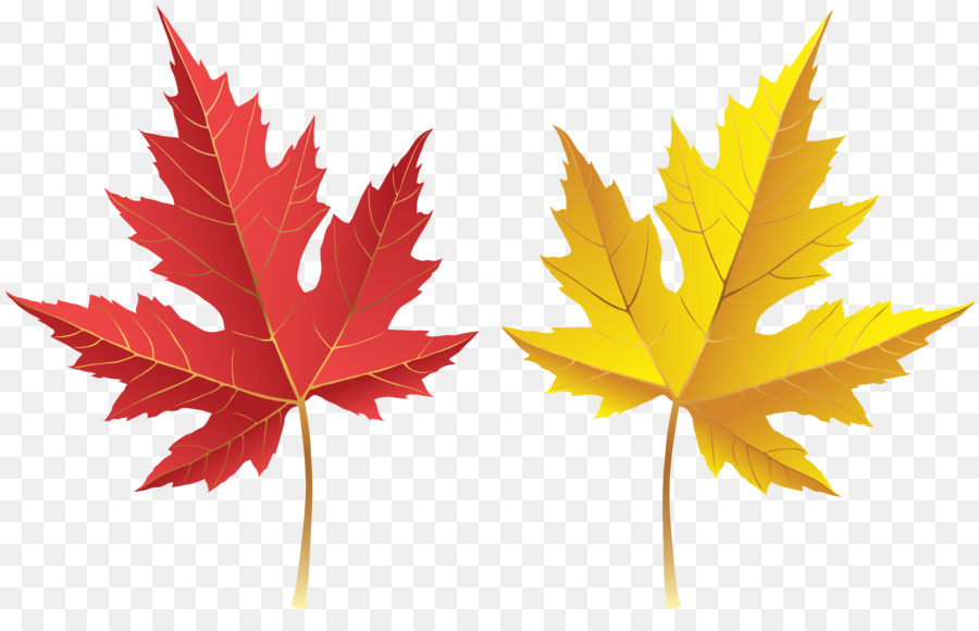 Detail Gambar Daun Maple Nomer 25