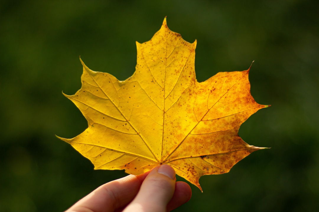 Detail Gambar Daun Maple Nomer 4