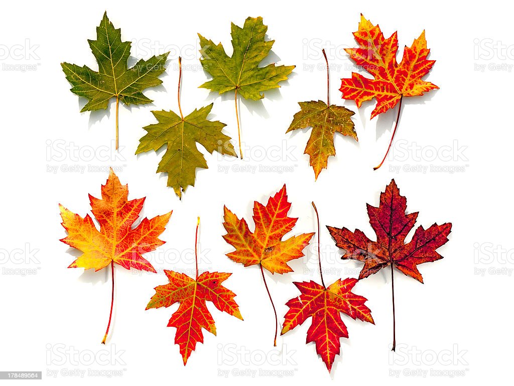 Detail Gambar Daun Maple Nomer 27