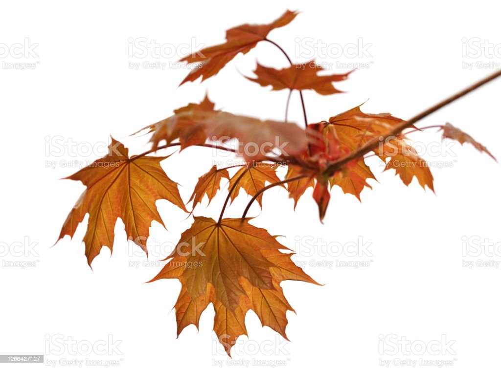 Detail Gambar Daun Maple Nomer 29