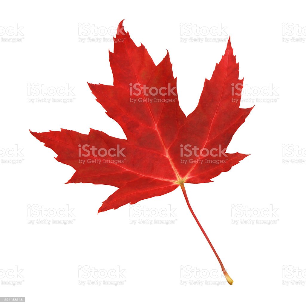 Detail Gambar Daun Maple Nomer 30
