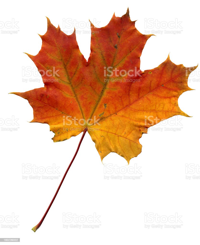 Detail Gambar Daun Maple Nomer 34
