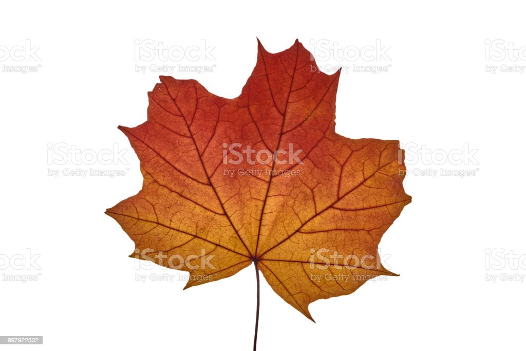 Detail Gambar Daun Maple Nomer 36