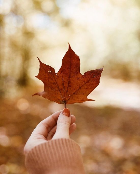 Detail Gambar Daun Maple Nomer 5
