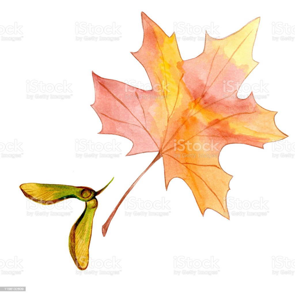 Detail Gambar Daun Maple Nomer 37