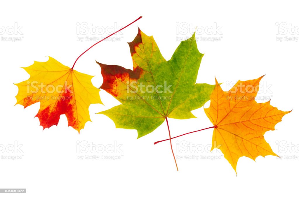 Detail Gambar Daun Maple Nomer 41