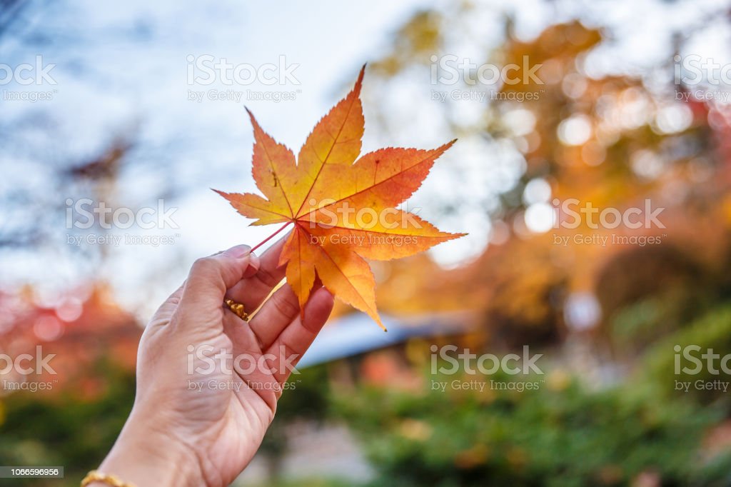 Detail Gambar Daun Maple Nomer 42