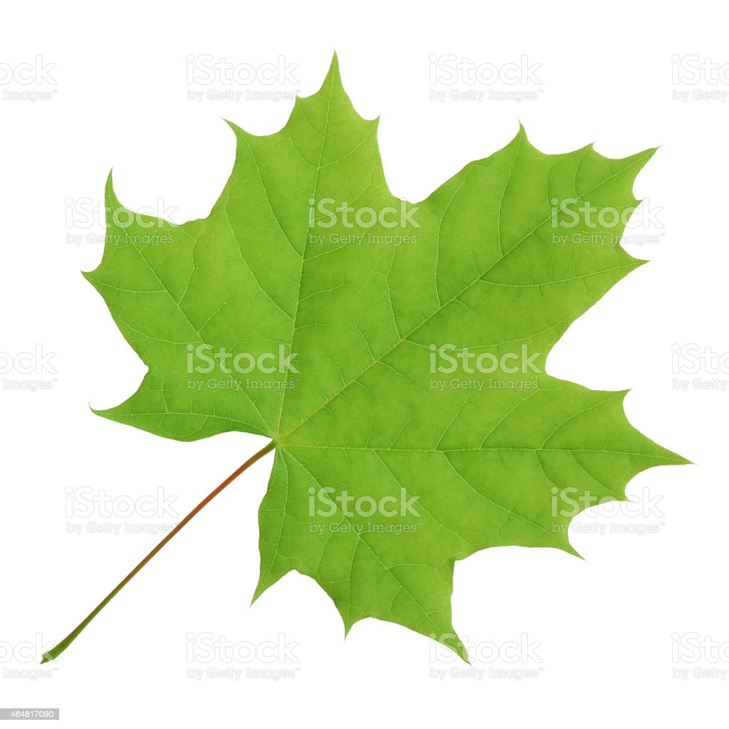 Detail Gambar Daun Maple Nomer 44