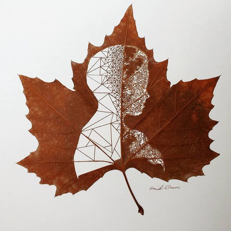 Detail Gambar Daun Maple Nomer 6