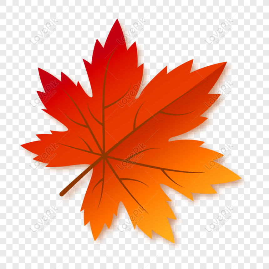 Detail Gambar Daun Maple Nomer 46