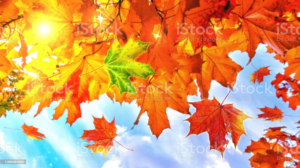 Detail Gambar Daun Maple Nomer 48