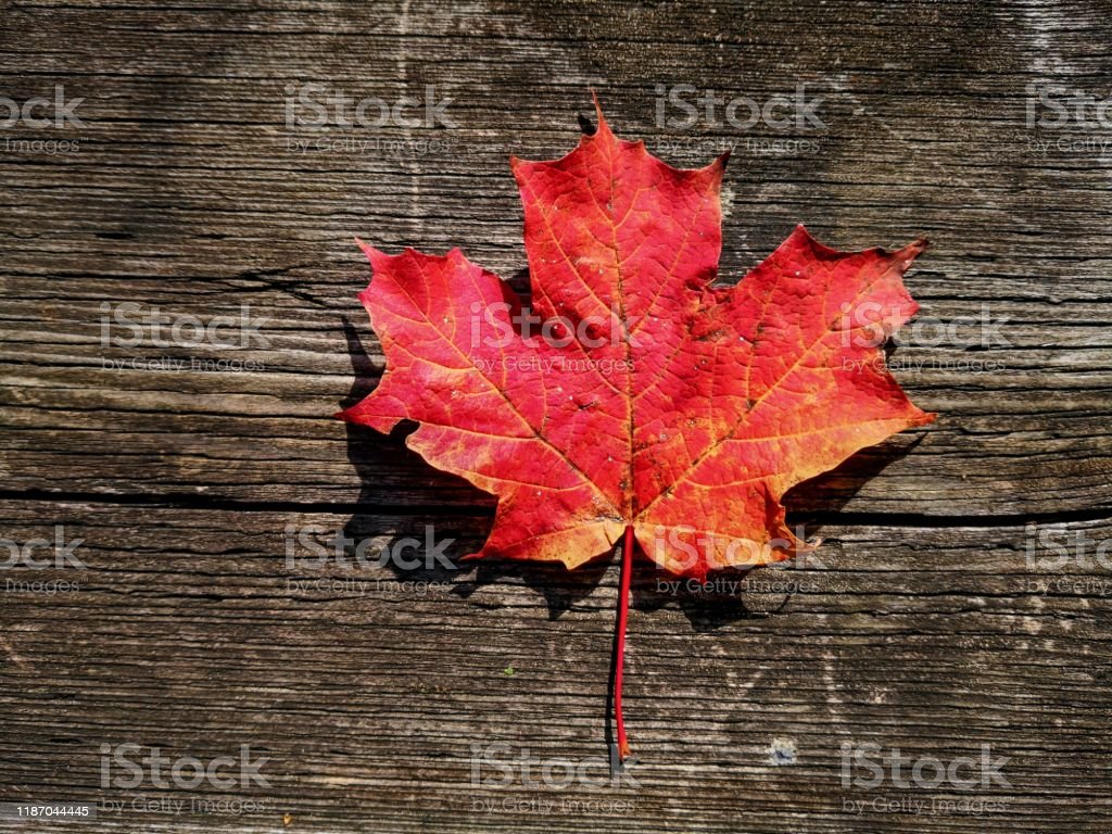 Detail Gambar Daun Maple Nomer 49