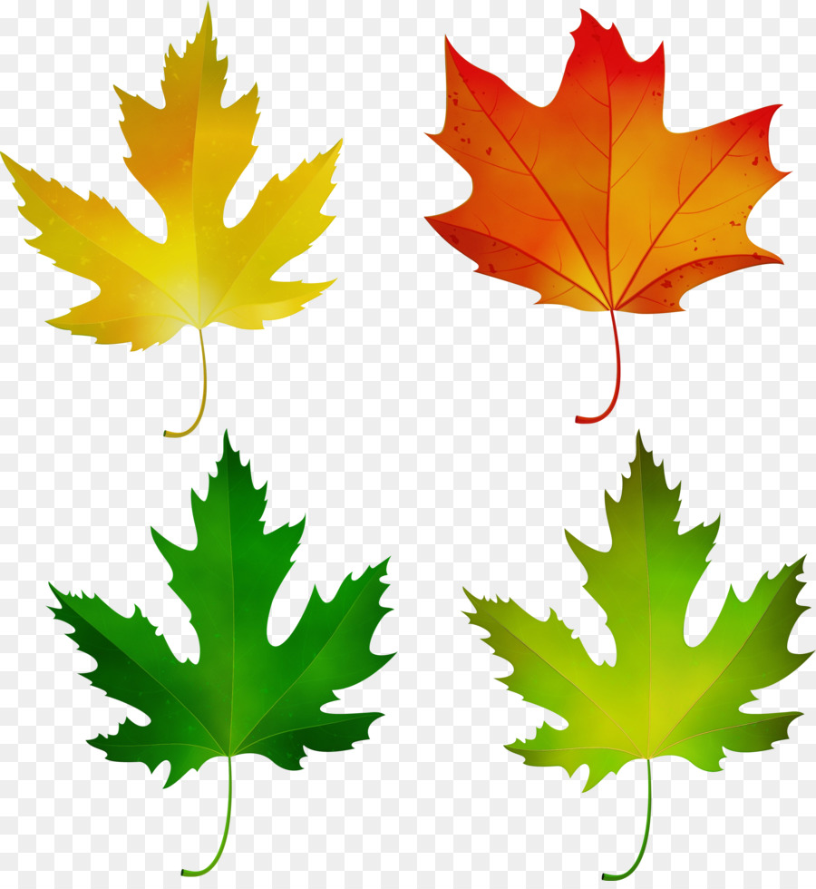 Detail Gambar Daun Maple Nomer 50